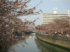 井土ヶ谷橋から大岡川沿いの桜