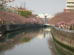 井土ヶ谷橋から大岡川沿いの桜２