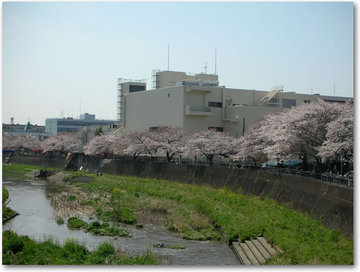 柏川