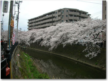 観音橋から