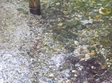 魚が見えますか？